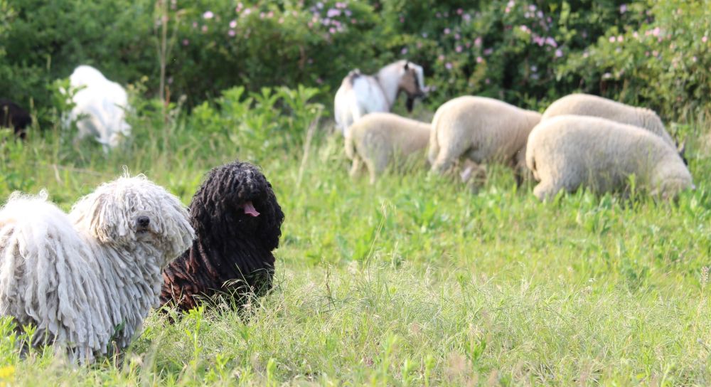 100885193_3415101138541527_1075174217068052480_n