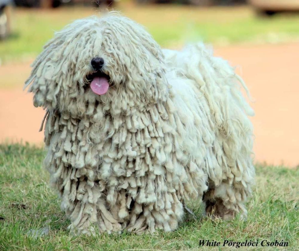 499914000_23958498710402524_2205764005009110220_n