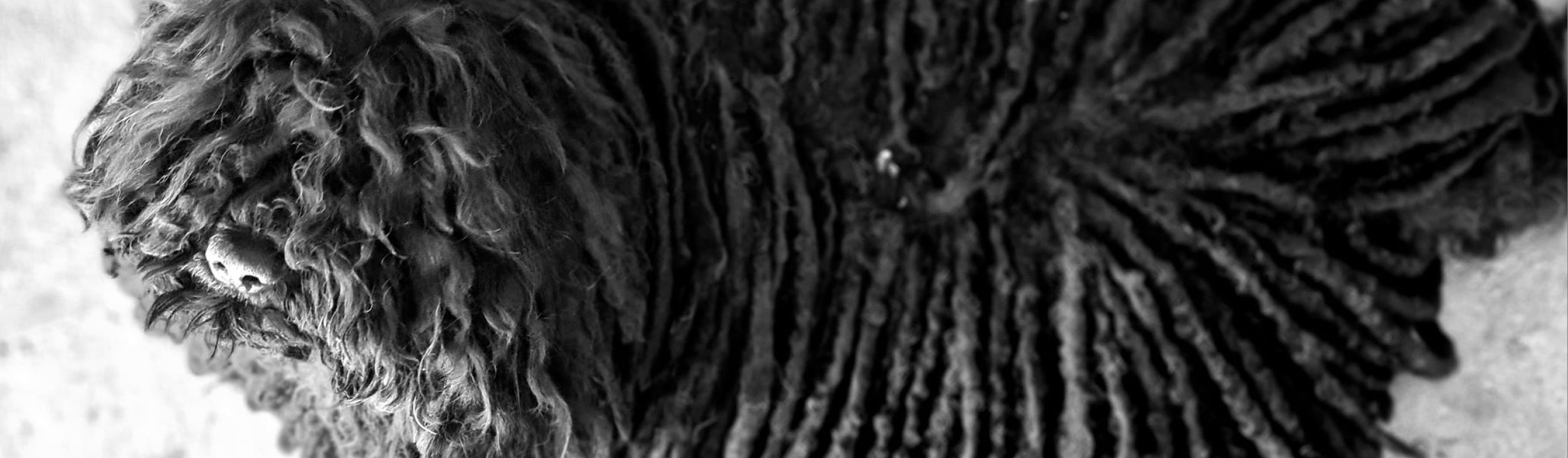 Ch.BIS.Kócos Kincsem Érmes