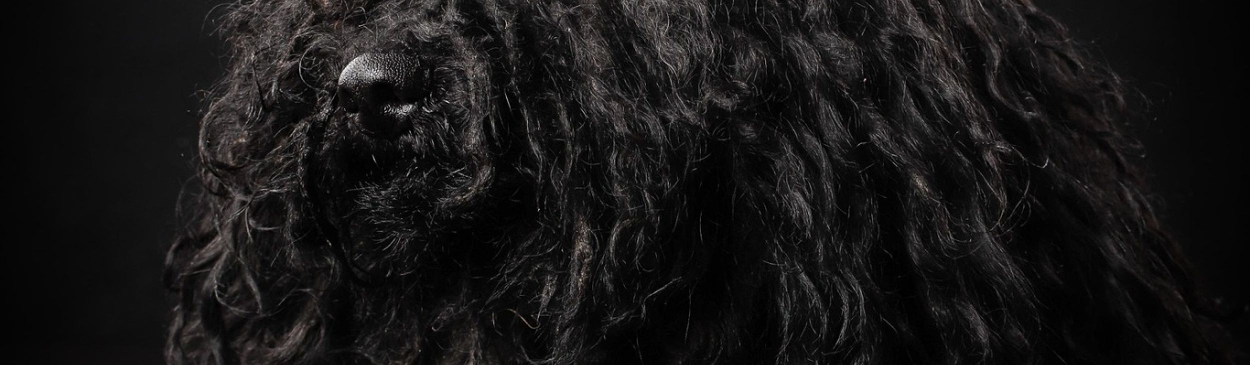 Ch.JWW.Pörgelóci Kocka/fekete