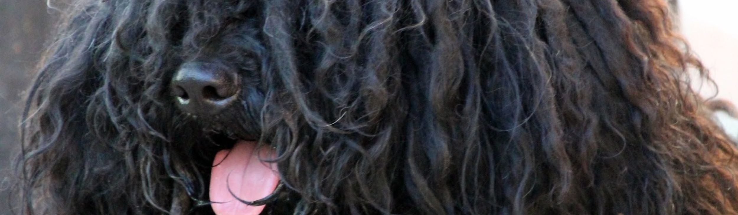 Ch.JWW.EJW.Pörgelóci Huba/fekete