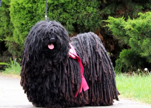 Ch.BIS.Kócos Kincsem Érmes