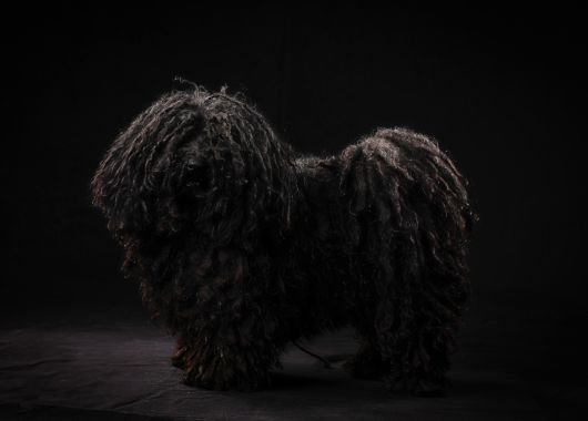 Ch.JWW.Pörgelóci Kocka