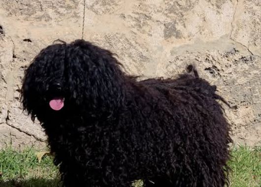 Ch.JWW.EJW.Pörgelóci Huba