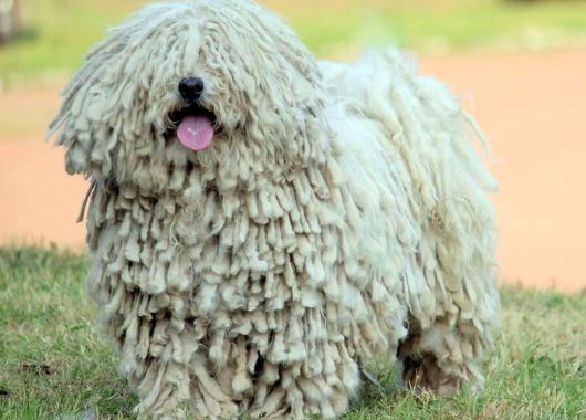 Ch.White Pörgelóci Csobán